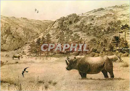 Cartes postales moderne Tautavel (Pyrenees Orientales) Musee de l'Homme Les Premiers Habitants de l'Europe La Caune de l