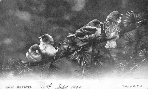 Vögel 1906 Junge Spatzen auf Tannenzweig Vintage Postkarte