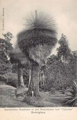 L228 Indonesien Niederländisch-Ostindien Sindanglaya Australischer Grasboom Postkarte
