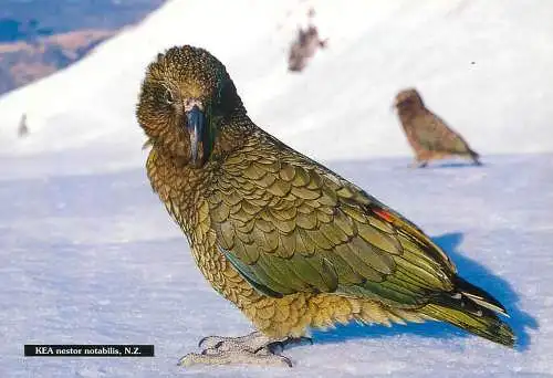 New Zealand Kea Nestor Notabilis bird