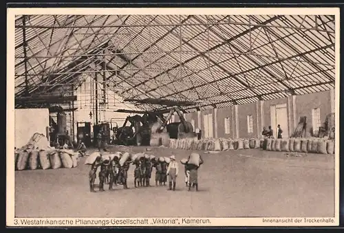 AK Kamerun, Westafrikanische Pflanzungs-Gesellschaft, Innenansicht der Trockenhalle
