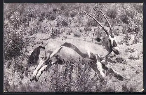 AK Süd-West-Afrika, Erlegte Spiessbock-Antilope