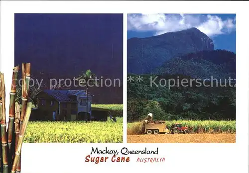 Mackay Queensland Sugar Crane Kat. Mackay
