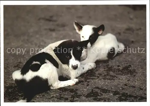 Hunde  Kat. Tiere