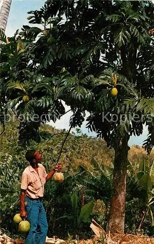 AK / Ansichtskarte Martinique Arbre a pain et ses fruits Kat. Martinique